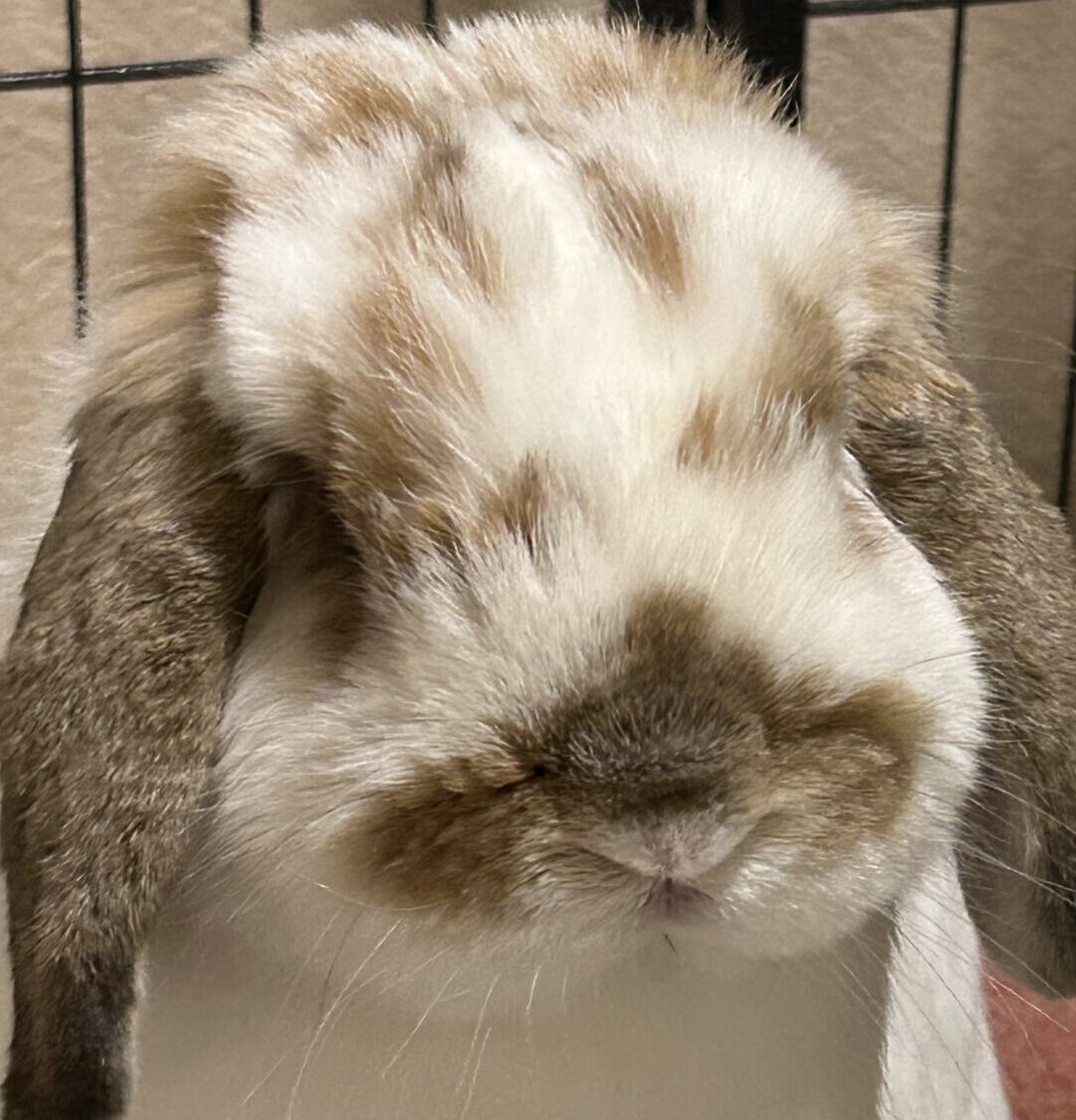 こころみたすペット思い出セレモニーにて葬儀したペットちゃん | こたろうくん