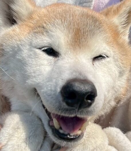 こころみたすペット思い出セレモニーにて葬儀したペットちゃん | ゴンちゃん