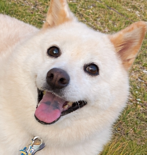 こころみたすペット思い出セレモニーにて葬儀したペットちゃん | ぷくちゃん