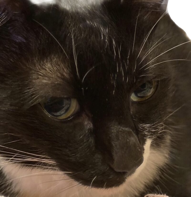 こころみたすペット思い出セレモニーにて葬儀したペットちゃん | みぃちゃん