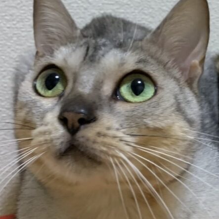 こころみたすペット思い出セレモニーにて葬儀したペットちゃん | シュニちゃん