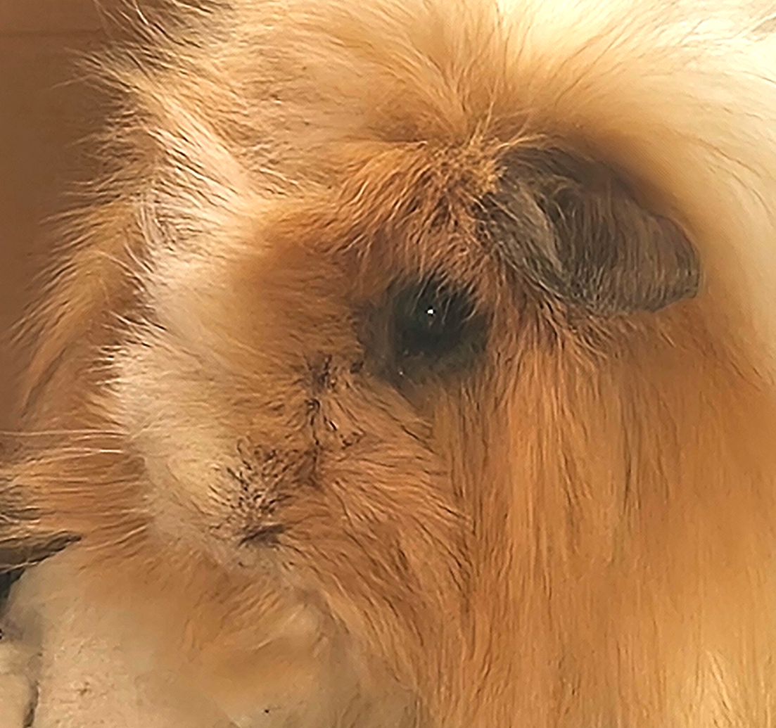 こころみたすペット思い出セレモニーにて葬儀したペットちゃん | ムーンくん