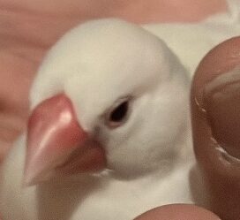 こころみたすペット思い出セレモニーにて葬儀したペットちゃん | すずちゃん