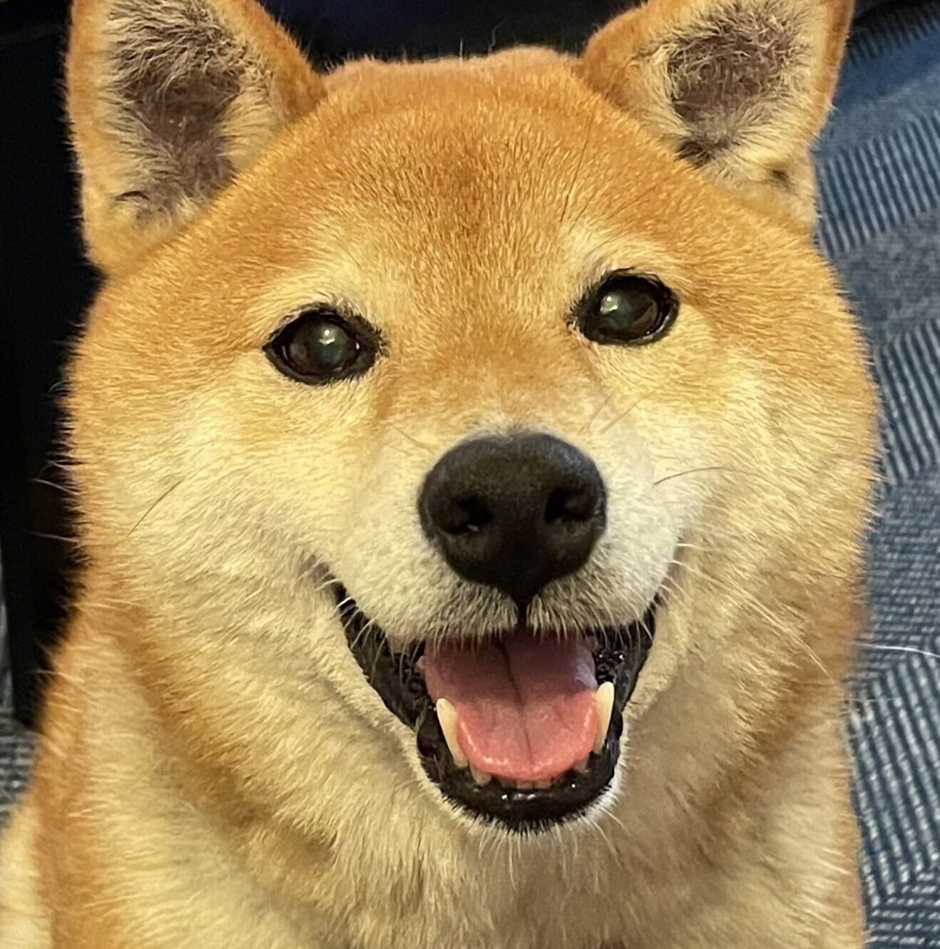 こころみたすペット思い出セレモニーにて葬儀したペットちゃん | ももちゃん