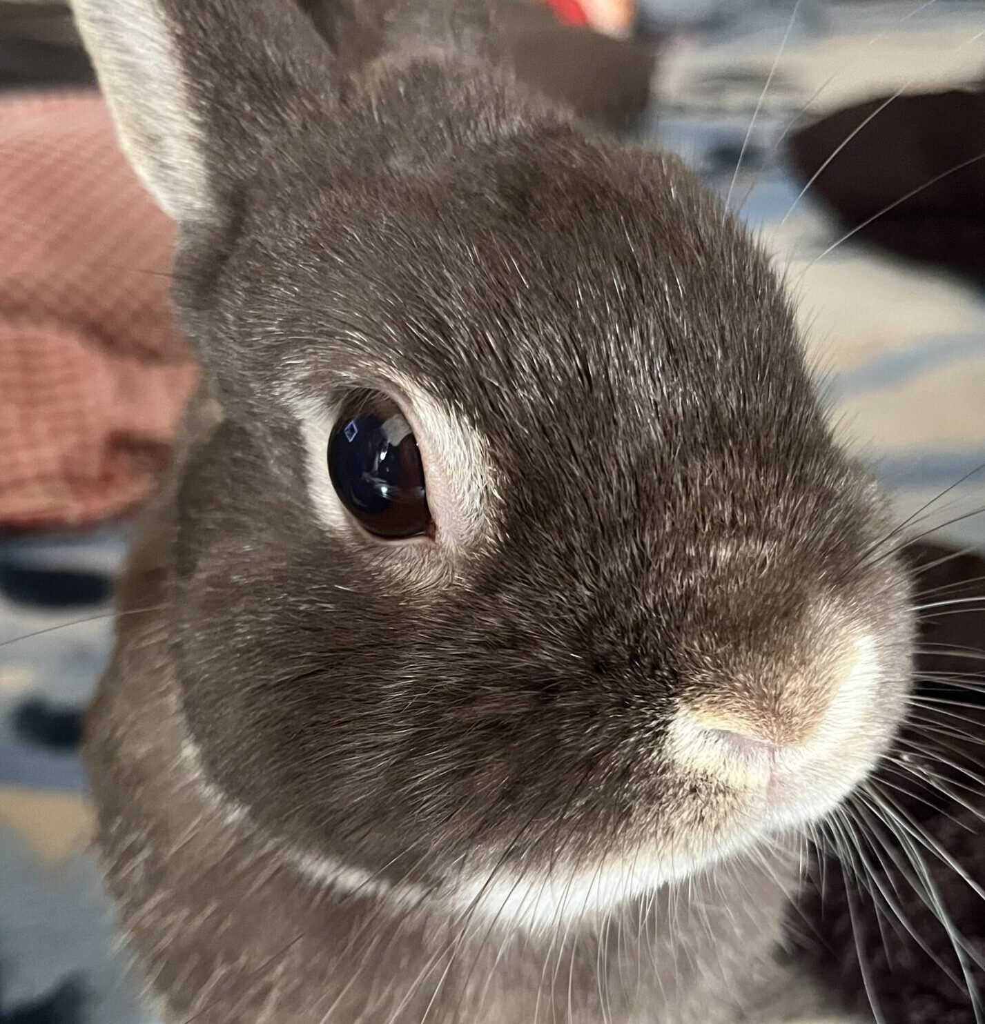 こころみたすペット思い出セレモニーにて葬儀したペットちゃん | めめちくん