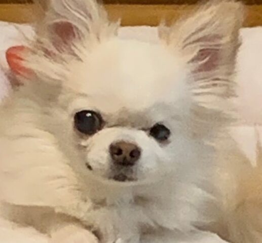 こころみたすペット思い出セレモニーにて葬儀したペットちゃん | キキちゃん