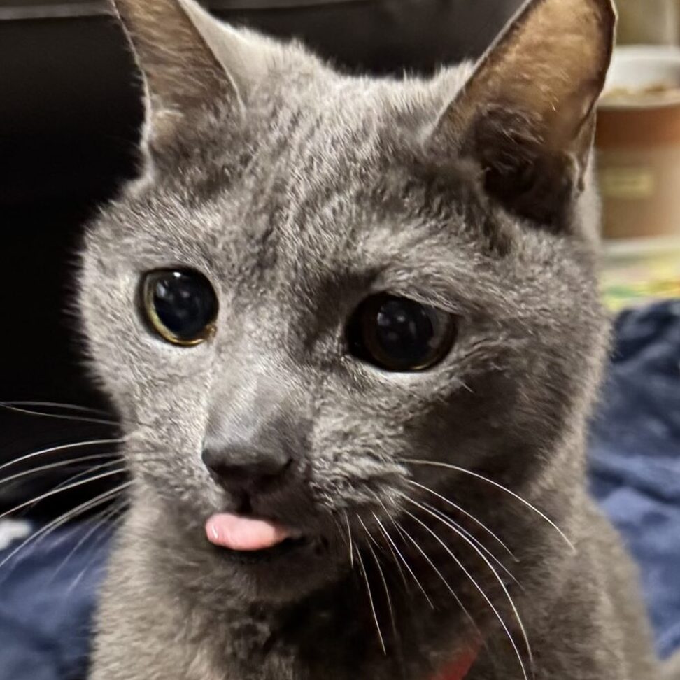 こころみたすペット思い出セレモニーにて葬儀したペットちゃん | ぺっぺぇ～くん