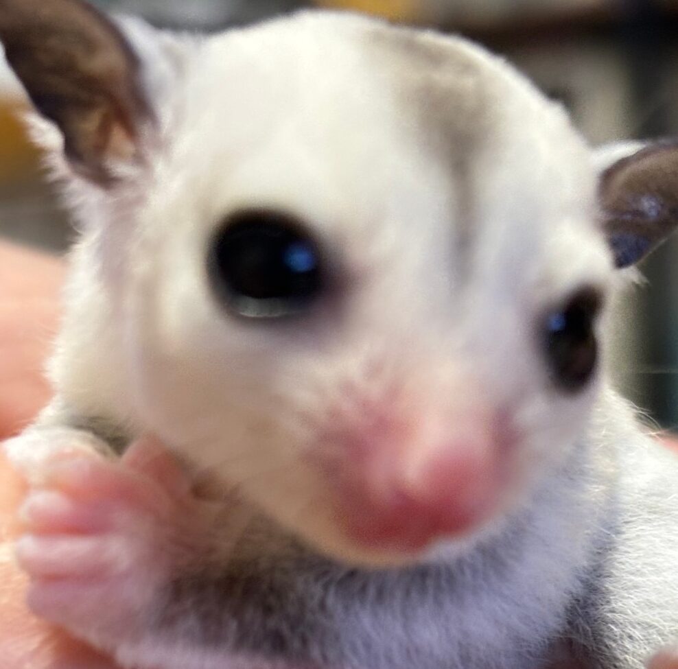 こころみたすペット思い出セレモニーにて葬儀したペットちゃん | りこちゃん