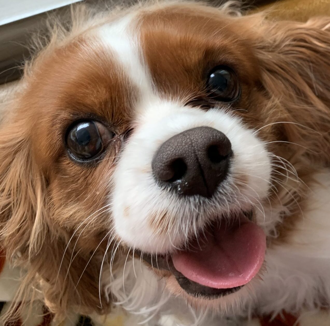 こころみたすペット思い出セレモニーにて葬儀したペットちゃん | ハナちゃん