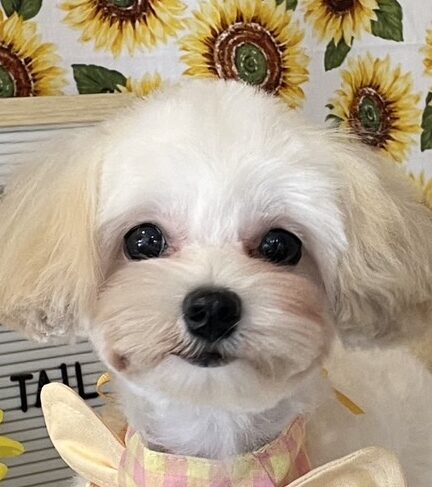 こころみたすペット思い出セレモニーにて葬儀したペットちゃん | とぅぶちゃん