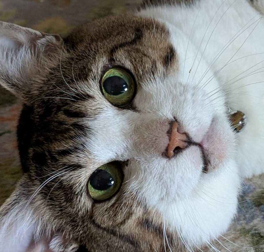 こころみたすペット思い出セレモニーにて葬儀したペットちゃん | ししょーくん