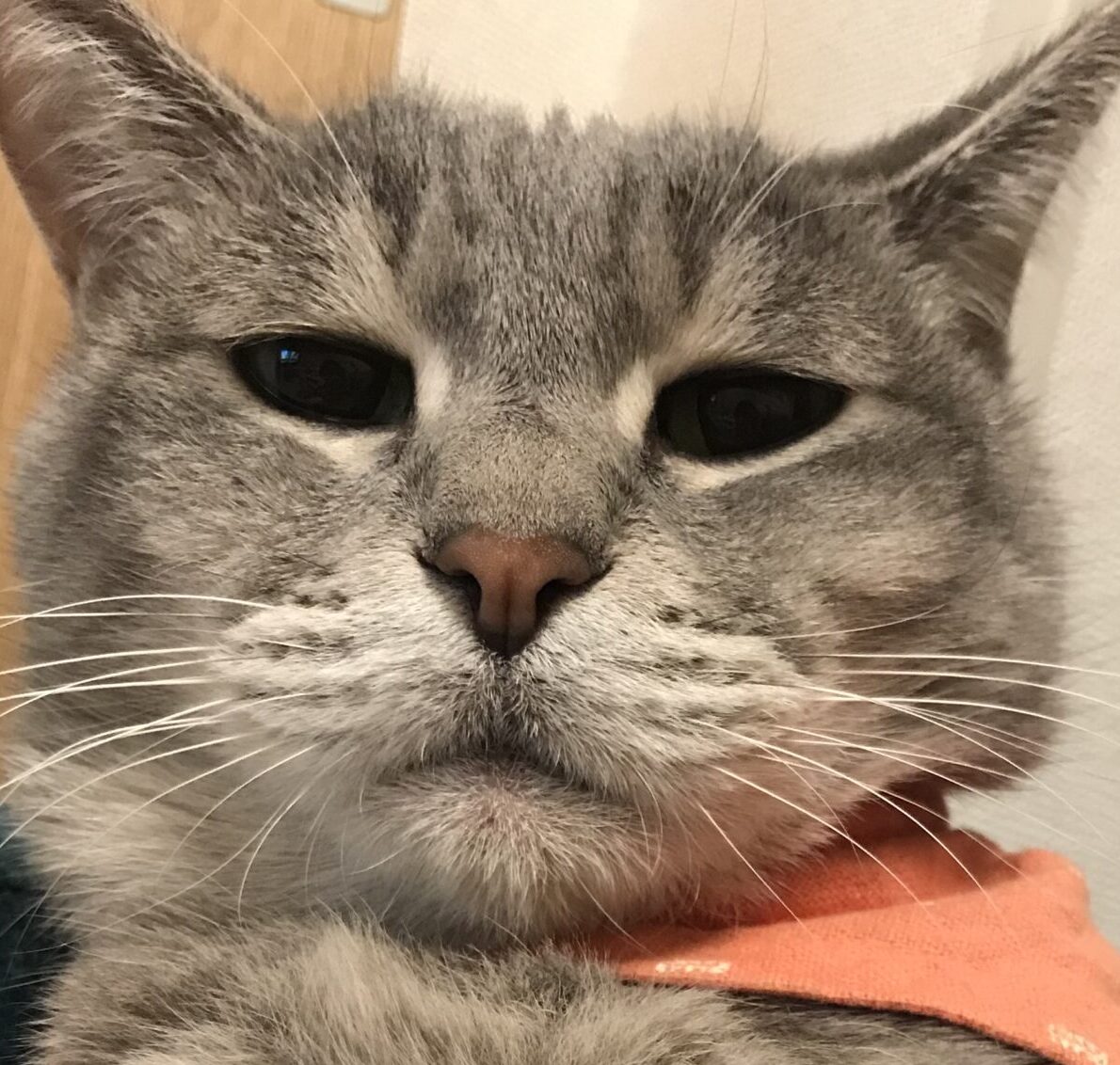 こころみたすペット思い出セレモニーにて葬儀したペットちゃん | なっちゃん