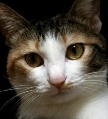 こころみたすペット思い出セレモニーにて葬儀したペットちゃん | 愛ちゃん