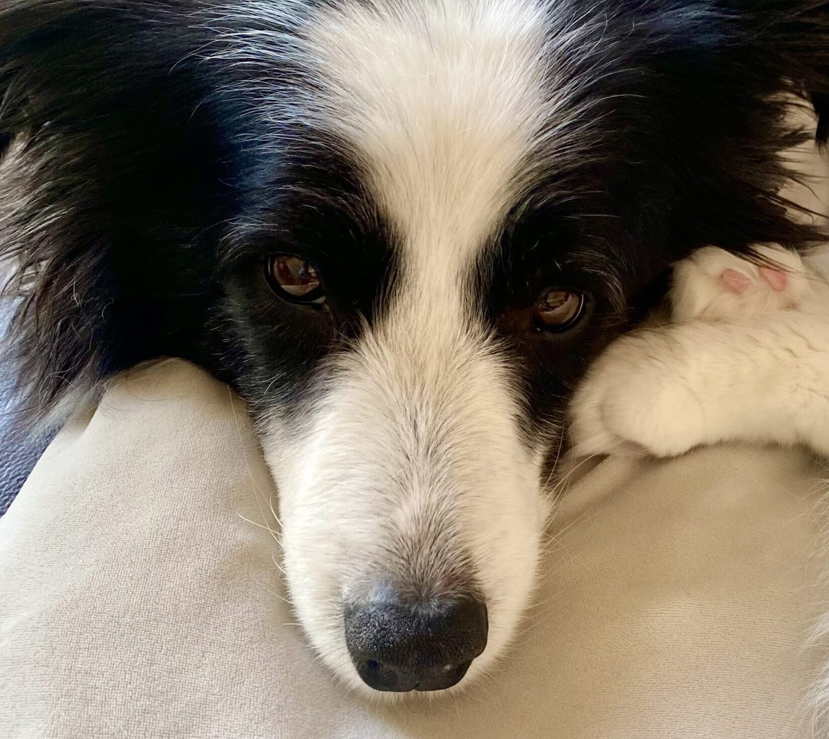 こころみたすペット思い出セレモニーにて葬儀したペットちゃん | ラフちゃん