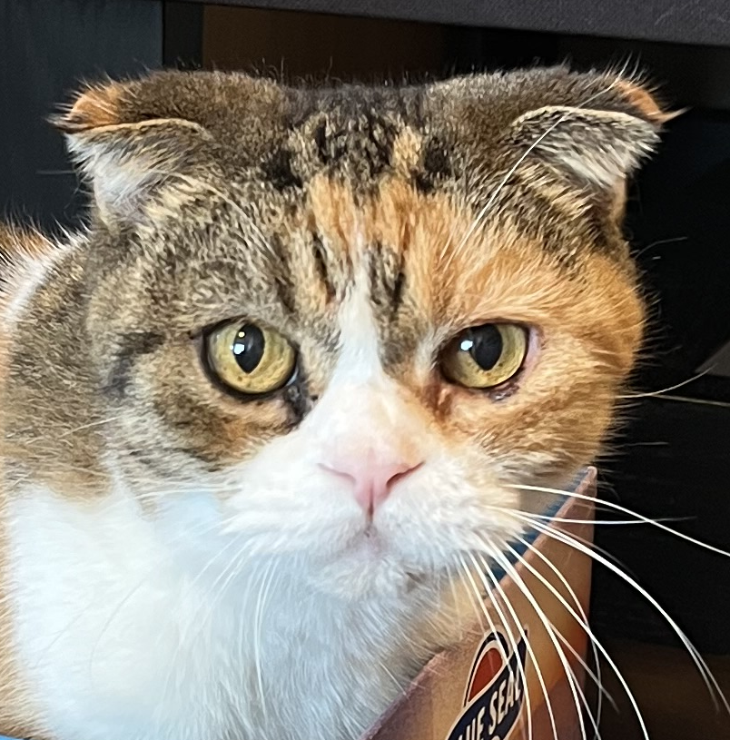 こころみたすペット思い出セレモニーにて葬儀したペットちゃん | ひめちゃん