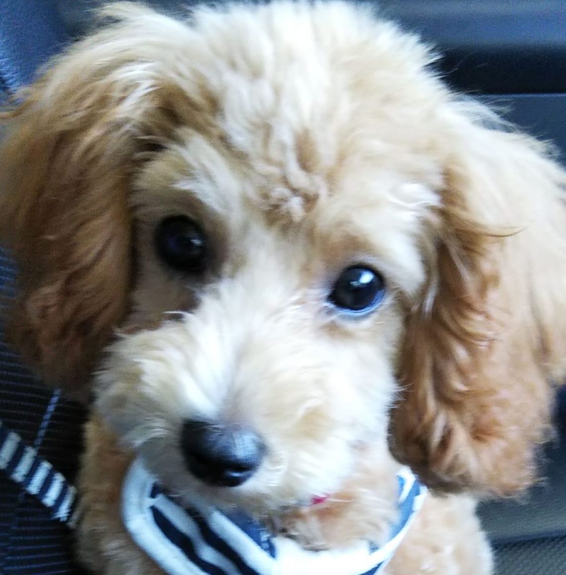 こころみたすペット思い出セレモニーにて葬儀したペットちゃん | 小梅ちゃん