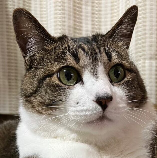 こころみたすペット思い出セレモニーにて葬儀したペットちゃん | アメディオくん