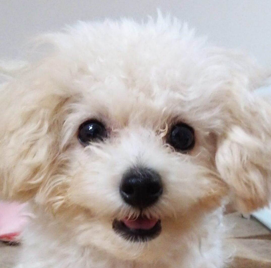 こころみたすペット思い出セレモニーにて葬儀したペットちゃん | もっぷちゃん