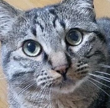 こころみたすペット思い出セレモニーにて葬儀したペットちゃん | はなくん