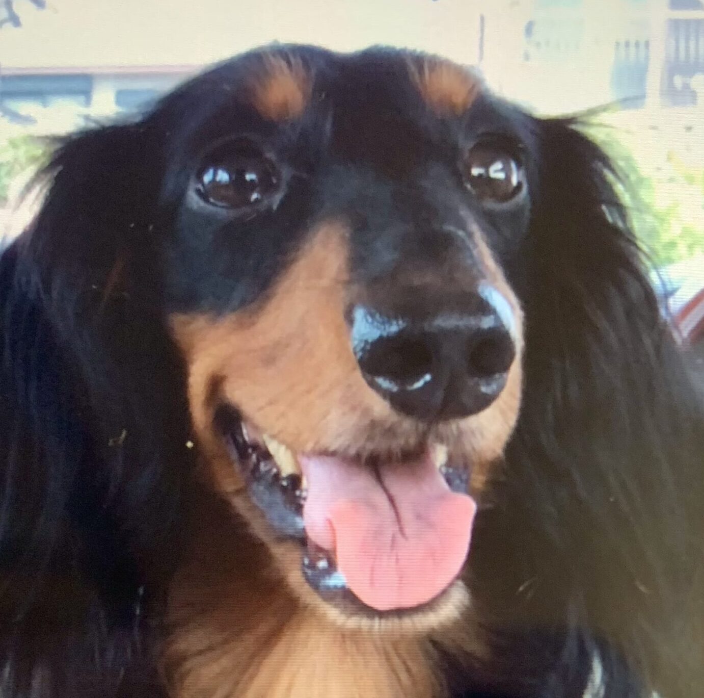 こころみたすペット思い出セレモニーにて葬儀したペットちゃん | ダンくん