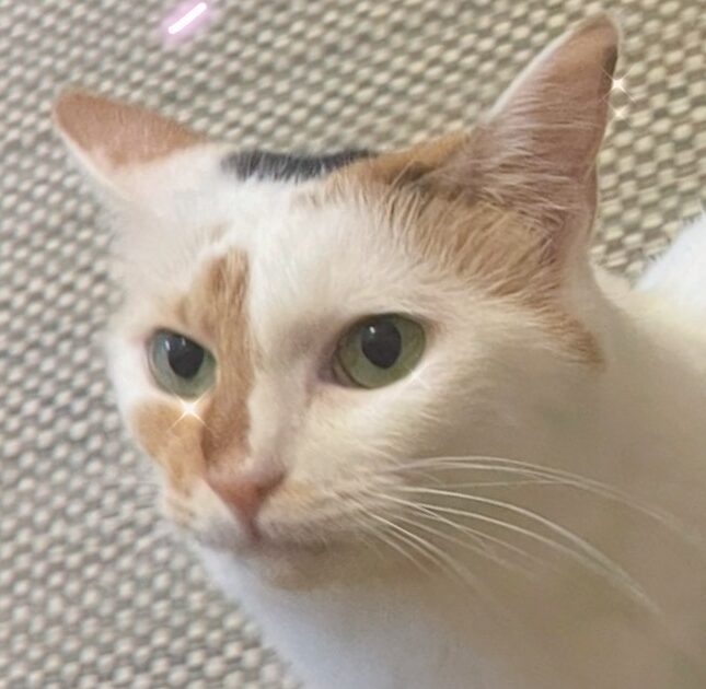 こころみたすペット思い出セレモニーにて葬儀したペットちゃん | みけ子ちゃん