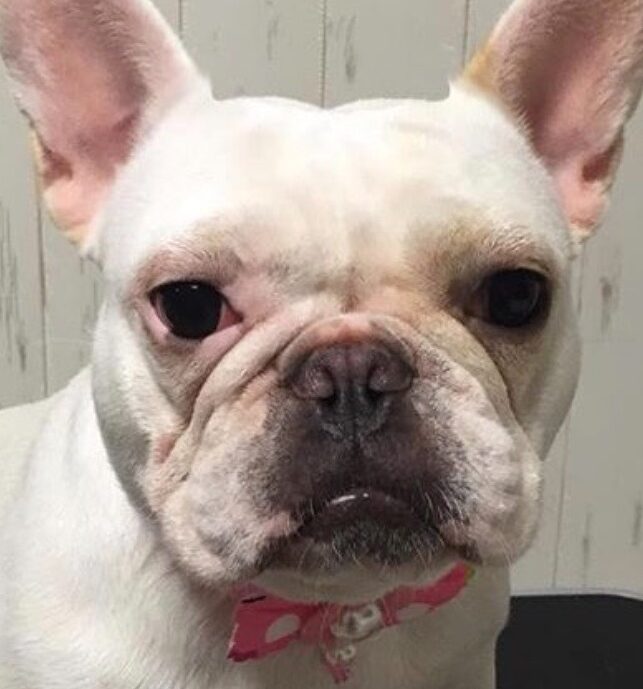 こころみたすペット思い出セレモニーにて葬儀したペットちゃん | おもちちゃん