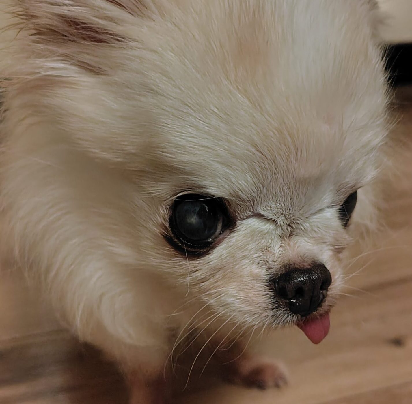 こころみたすペット思い出セレモニーにて葬儀したペットちゃん | いおりちゃん