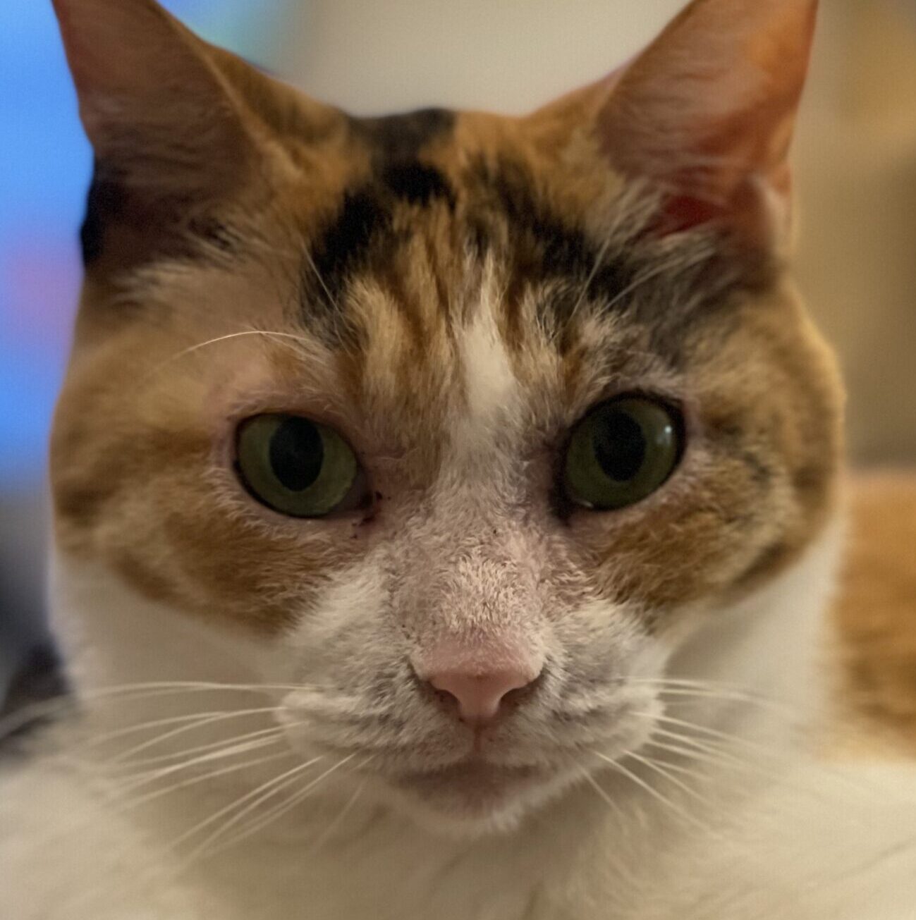 こころみたすペット思い出セレモニーにて葬儀したペットちゃん | くうちゃん