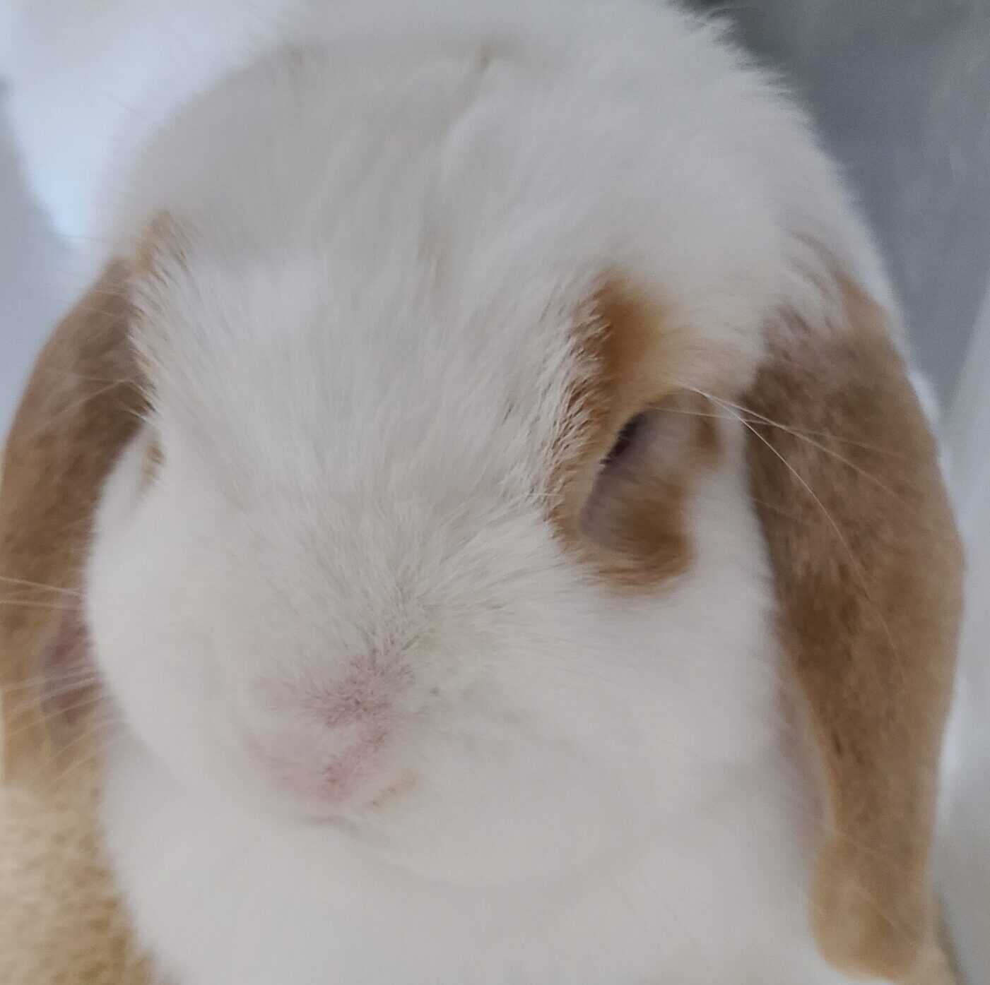 こころみたすペット思い出セレモニーにて葬儀したペットちゃん | もちまるくん