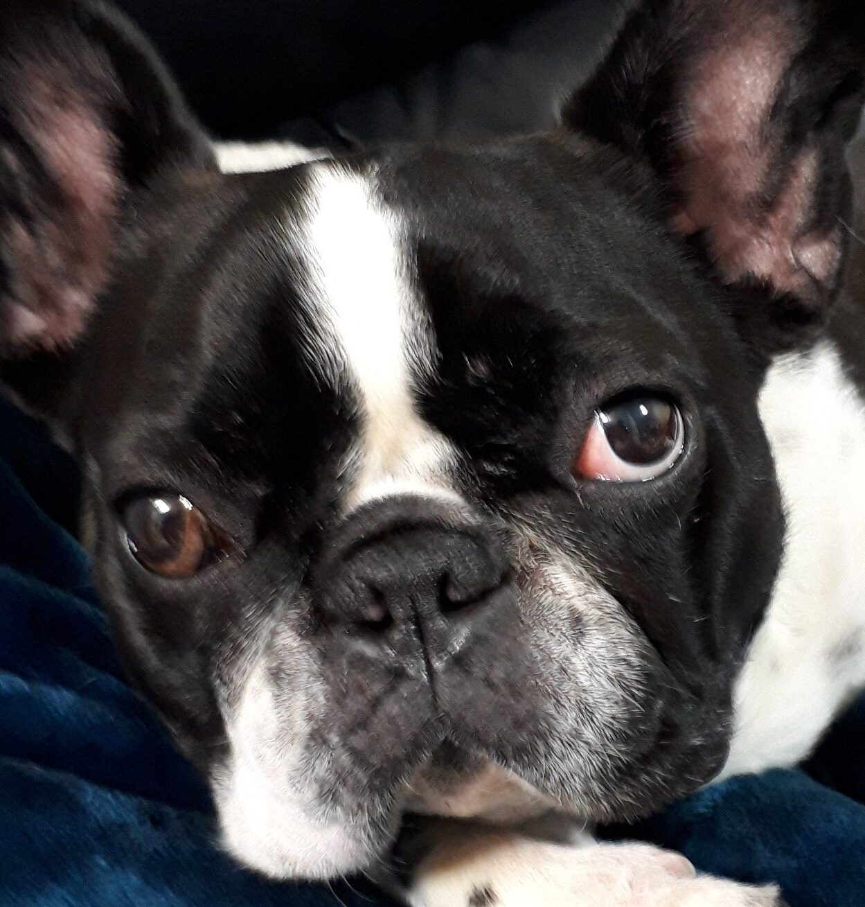 こころみたすペット思い出セレモニーにて葬儀したペットちゃん | ハナコちゃん