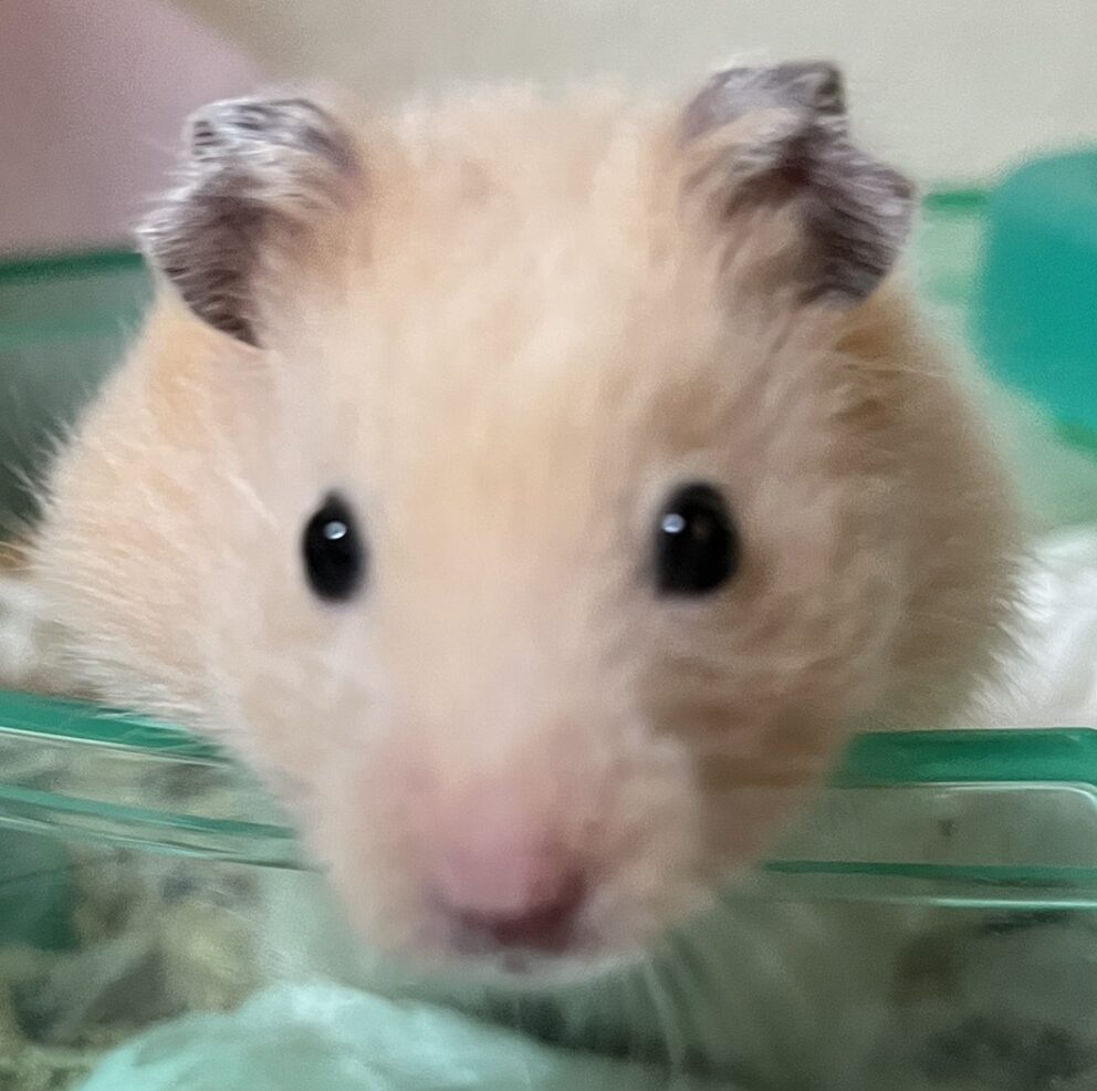 こころみたすペット思い出セレモニーにて葬儀したペットちゃん | ぴーくん