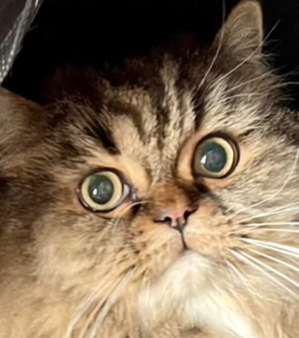 こころみたすペット思い出セレモニーにて葬儀したペットちゃん | ドンくん