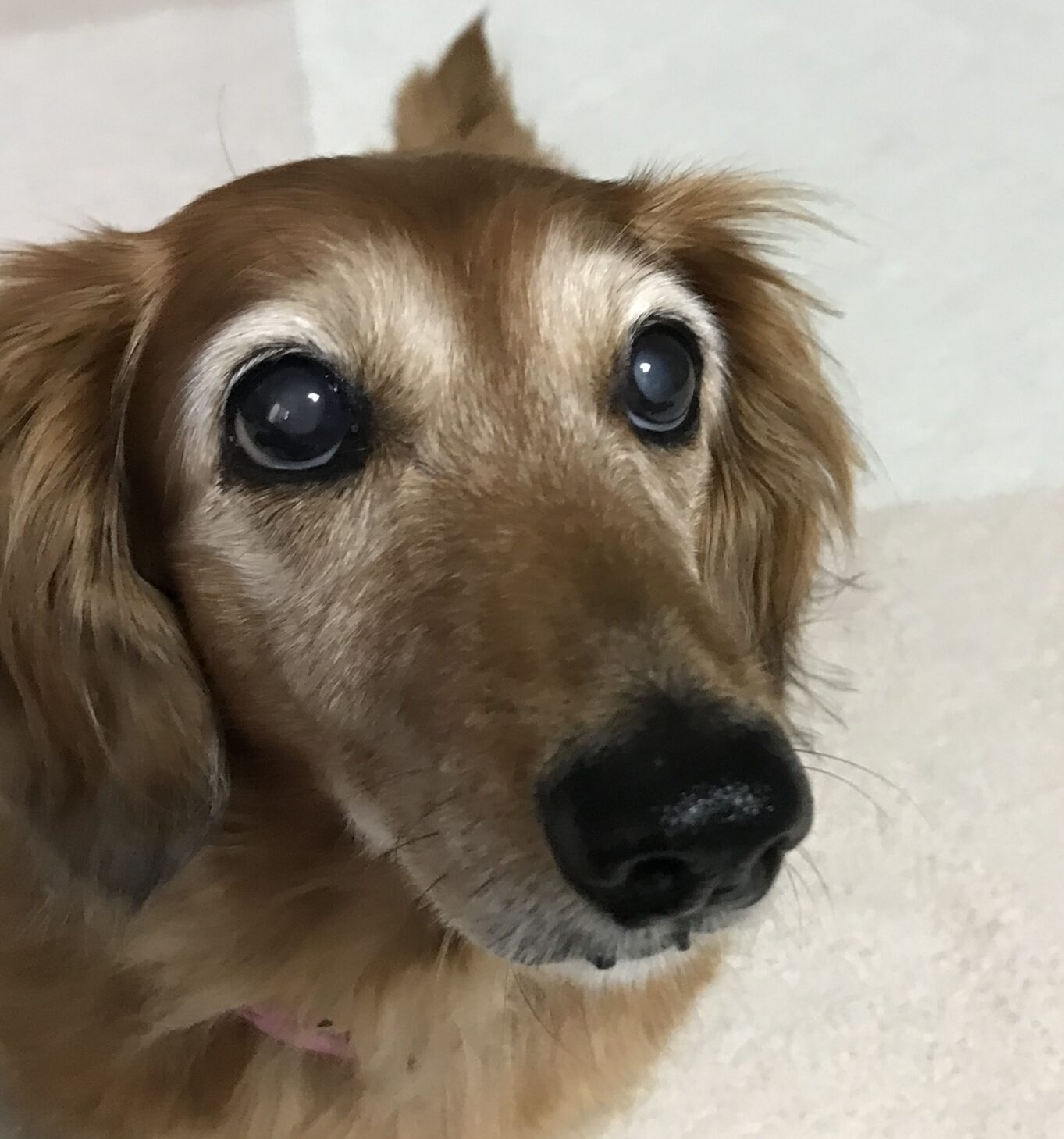 こころみたすペット思い出セレモニーにて葬儀したペットちゃん | さくらちゃん