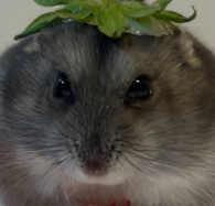 ちぃたむちゃん | こころみたす ペット思い出セレモニー