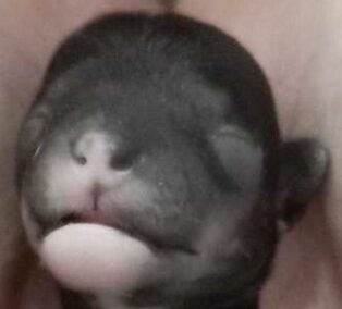 こころみたすペット思い出セレモニーにて葬儀したペットちゃん | リュウくん