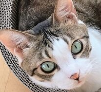 こころみたすペット思い出セレモニーにて葬儀したペットちゃん | ジュニくん