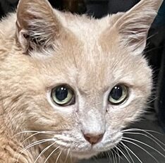 こころみたすペット思い出セレモニーにて葬儀したペットちゃん | シャミくん