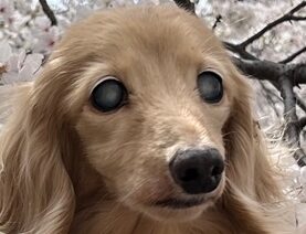 こころみたすペット思い出セレモニーにて葬儀したペットちゃん | 空麗愛ちゃん