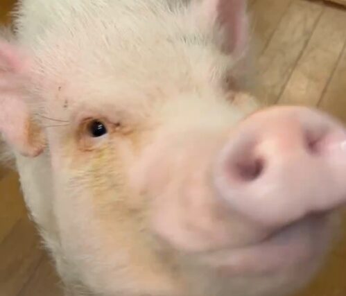 こころみたすペット思い出セレモニーにて葬儀したペットちゃん | トントンくん