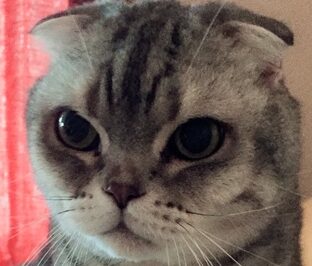 こころみたすペット思い出セレモニーにて葬儀したペットちゃん | リクくん