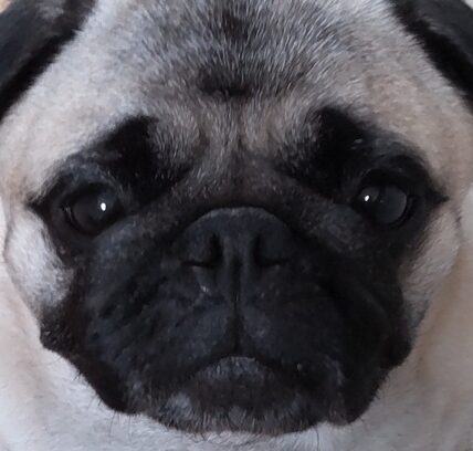 こころみたすペット思い出セレモニーにて葬儀したペットちゃん | ハナちゃん