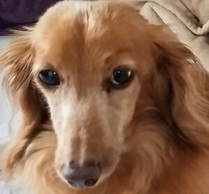 こころみたすペット思い出セレモニーにて葬儀したペットちゃん | 恋くん