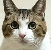 こころみたすペット思い出セレモニーにて葬儀したペットちゃん | ルーくん