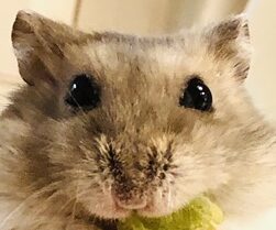 こころみたすペット思い出セレモニーにて葬儀したペットちゃん | マロンちゃん