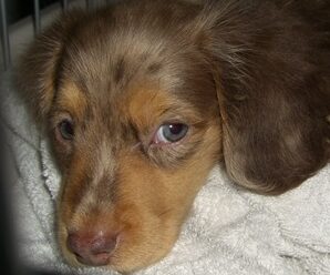 レオくん | こころみたす ペット思い出セレモニー