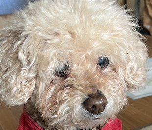 こころみたすペット思い出セレモニーにて葬儀したペットちゃん | りんちゃん