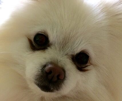 こころみたすペット思い出セレモニーにて葬儀したペットちゃん | プリンちゃん