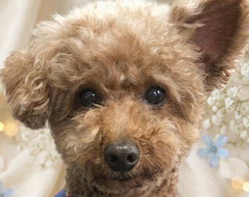 パンくん | こころみたす ペット思い出セレモニー