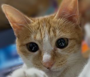 ちゃめちゃん♡ | こころみたす ペット思い出セレモニー