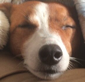 こころみたすペット思い出セレモニーにて葬儀したペットちゃん | ラムちゃん